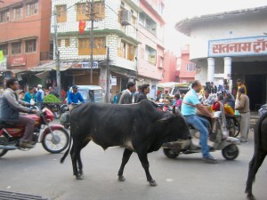 vaca India