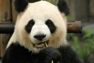 animales-del-mundo china panda