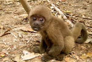animales-del-mundo micos amazonas