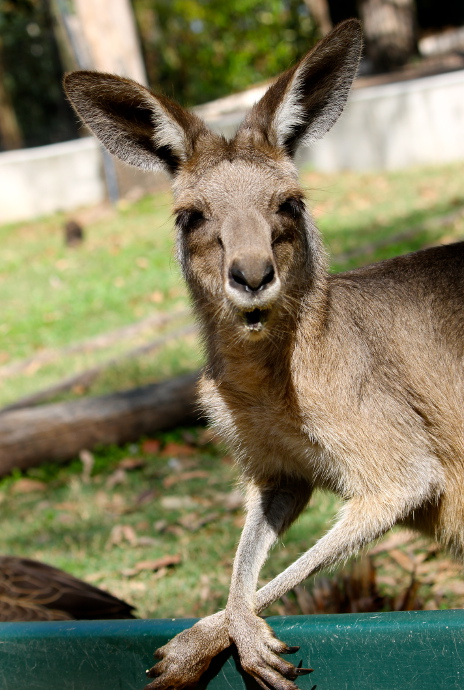 animales-del-mundo australia